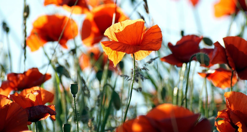 Flora Hébrige coquelicots